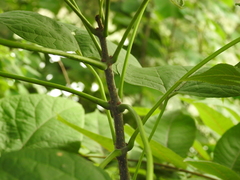 Catalpa