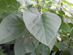 Catalpa