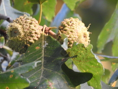 Quercus macrocarpa