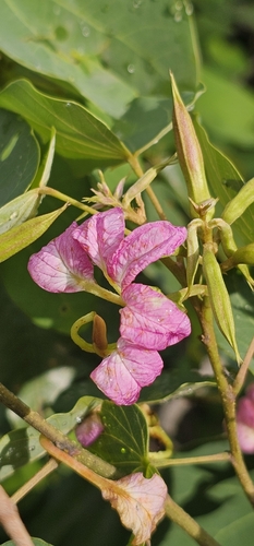 Image of Bauhinia macranthera by (c) Susana De la Torre Zavala, some rights reserved (CC BY)
