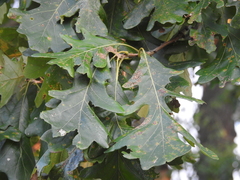 Quercus macrocarpa