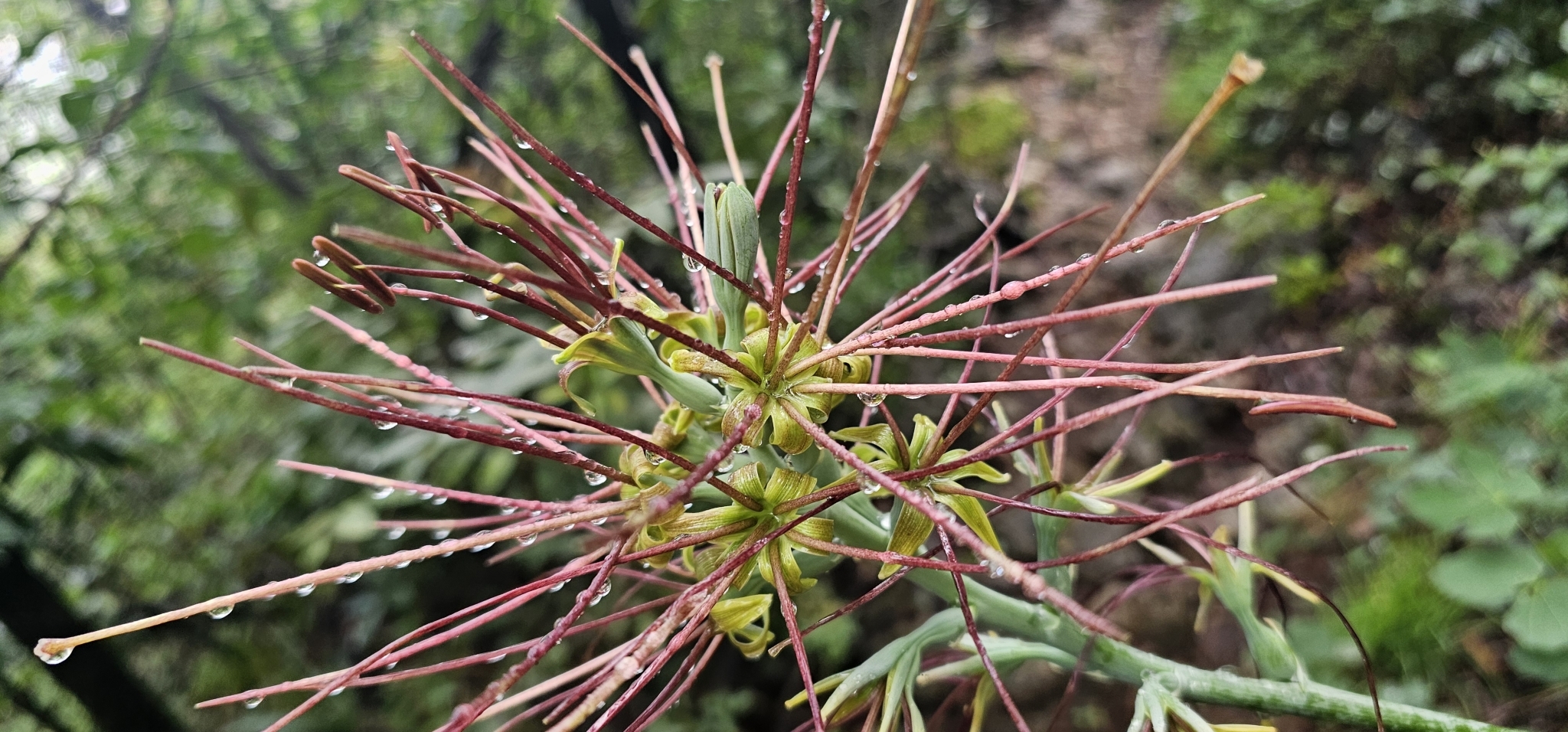 Agave variegata