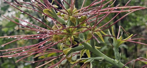 Image of Manfreda variegata by (c) Susana De la Torre Zavala, some rights reserved (CC BY)