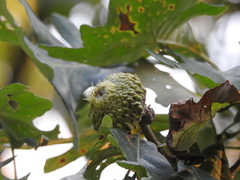 Quercus macrocarpa