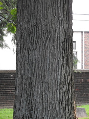 Quercus macrocarpa