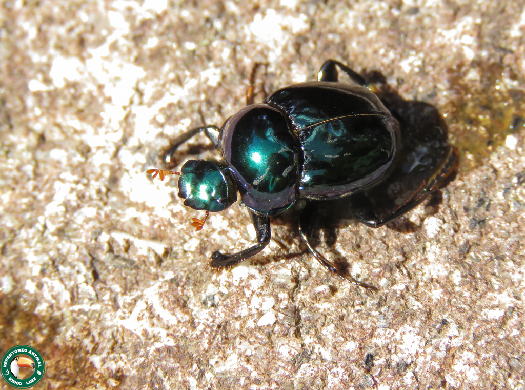 Canthon smaragdulus