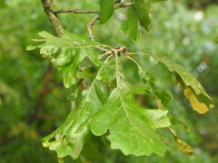 Quercus macrocarpa