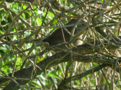 Phacellodomus sibilatrix