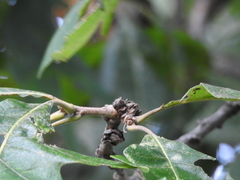 Quercus macrocarpa