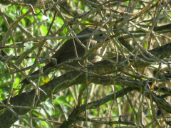 Phacellodomus sibilatrix