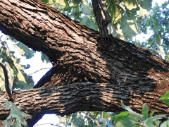 Quercus macrocarpa