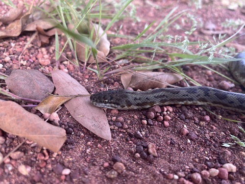 Spotted Python sighting