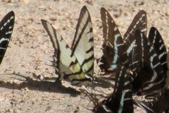 Neographium agesilaus