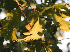 Quercus macrocarpa