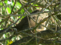 Phacellodomus sibilatrix