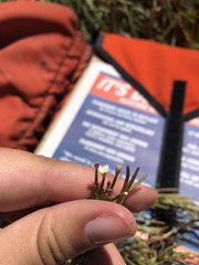 Epilobium oregonense