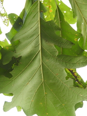 Quercus macrocarpa