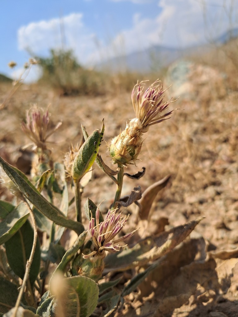 Centaurea assadii