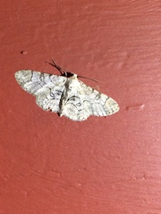 Iridopsis larvaria