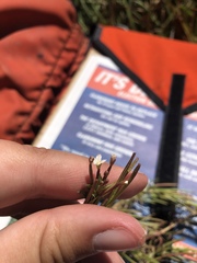 Epilobium oregonense