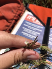 Epilobium oregonense