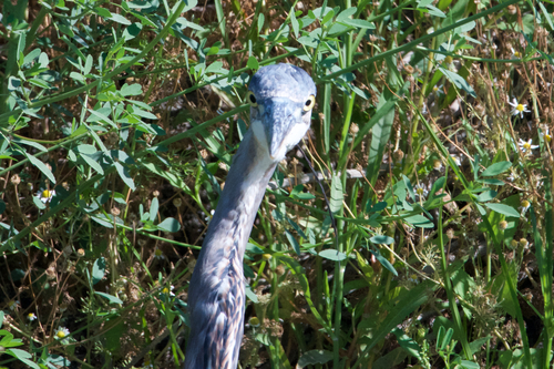 Great Blue Heron photographed in California