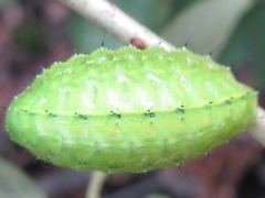 Austrapoda dentatus