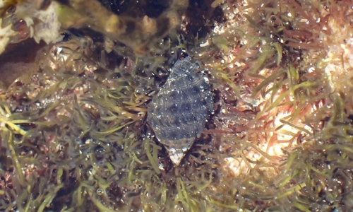 Tenguella granulata observed 2025-04-30