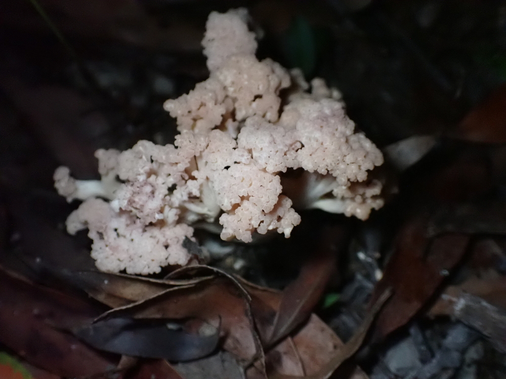 Ramaria capitata capitata
