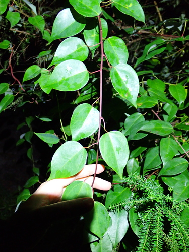 mountain tape-vine (Berberidopsis beckleri)
