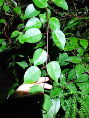 Berberidopsis beckleri