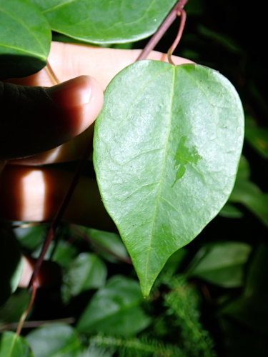 Berberidopsis beckleri, photograph 2