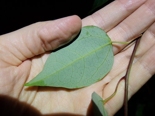 Image of Berberidopsis beckleri by (c) Alesha Teitzel, some rights reserved (CC BY)