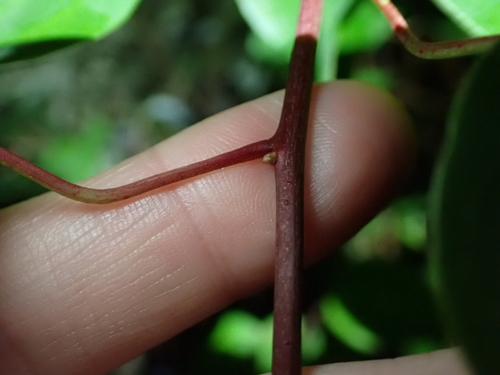 Image of Berberidopsis beckleri by (c) Alesha Teitzel, some rights reserved (CC BY)