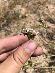 Horkeliella purpurascens