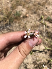 Horkeliella purpurascens