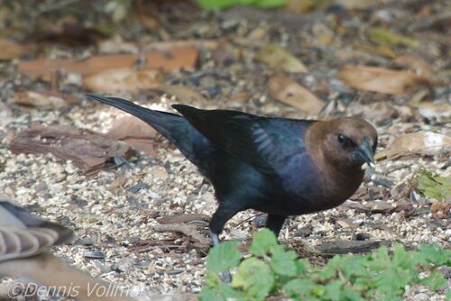 Brown-headed Cowbird photographed in Florida
