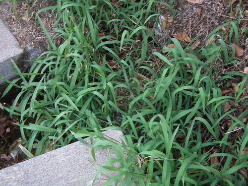 Leersia japonica iNat (3)