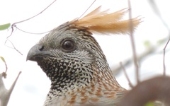 Callipepla douglasii