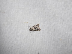 Thallarcha eremicola