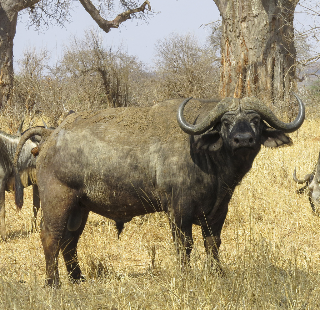 African Buffalo - South African Wildlife Guide