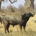 African Buffalo - Photo (c) Seig, some rights reserved (CC BY-NC), uploaded by Seig