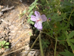Geranium californicum