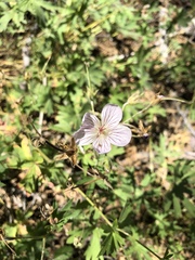 Geranium californicum