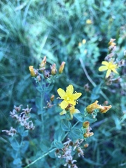 Hypericum scouleri