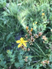 Hypericum scouleri