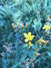 Hypericum scouleri