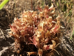 Aphyllon californicum