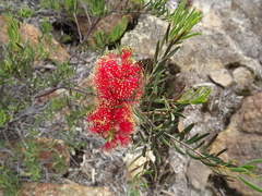 Melaleuca fulgens