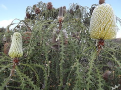Banksia speciosa